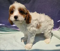 JayJay, a male Cavapoo for sale in Oneida, NY – 4 of 4