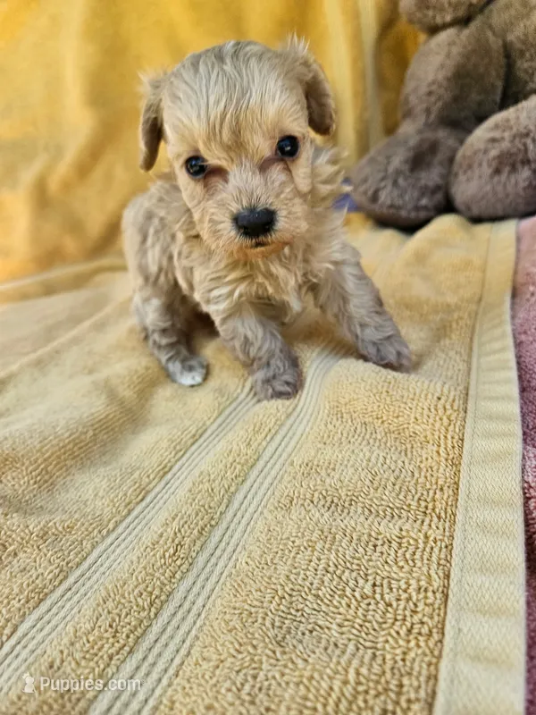 Mikey – Maltipoo puppy for sale in Oneida, NY