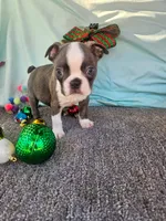 Mark, a male Boston Terrier for sale in Oneida, NY – Photo 1 of 2