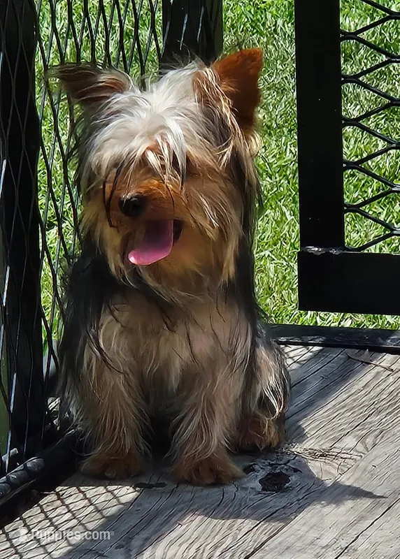 Fred – Yorkshire Terrier puppy for sale in Oneida, NY