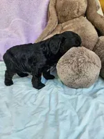 Pepper, a female Cavapoo for sale in Oneida, NY – Photo 3 of 3