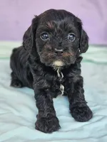 Pepper, a female Cavapoo for sale in Oneida, NY – Photo 2 of 3