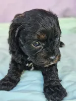 Pepper, a female Cavapoo for sale in Oneida, NY – Photo 1 of 3