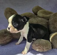 Spot, a male Boston Terrier for sale in Oneida, NY – Photo 2 of 3