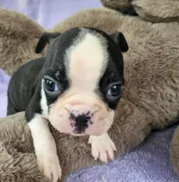 Spot, a male Boston Terrier for sale in Oneida, NY – Photo 3 of 3