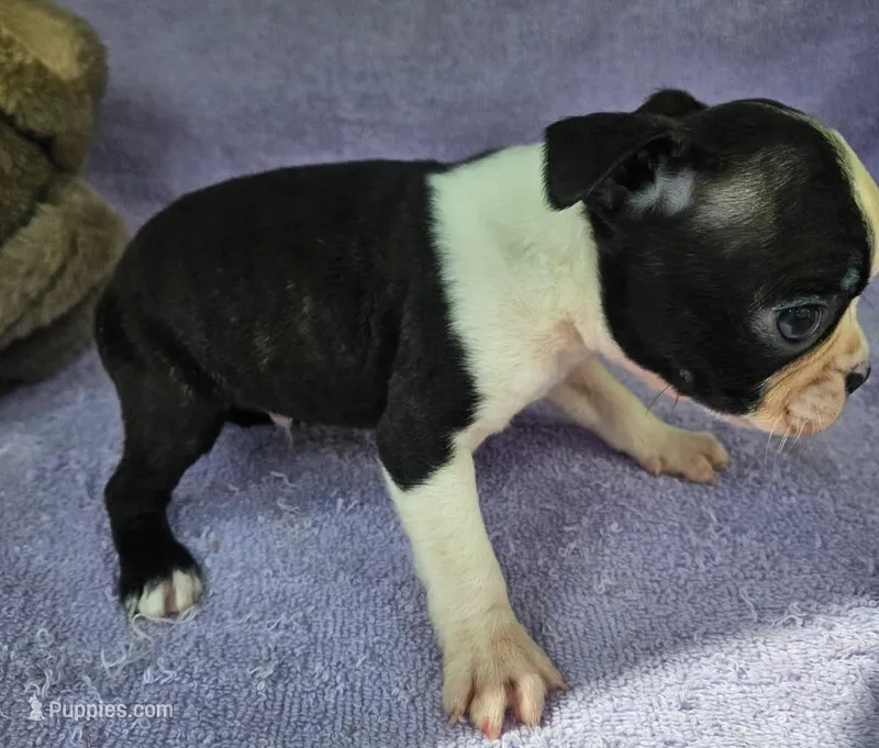 Spot – Boston Terrier puppy for sale in Oneida, NY