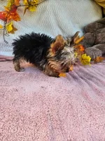 Stella, a female Yorkshire Terrier for sale in Oneida, NY – 3 of 3