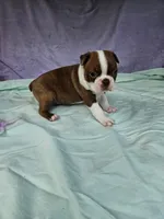 Red , a male Boston Terrier for sale in Oneida, NY – 3 of 3