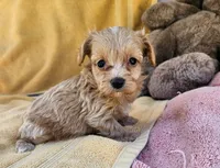 Matty, a male Maltipoo for sale in Oneida, NY – 2 of 4