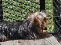 Fred, a male Yorkshire Terrier for sale in Oneida, NY – 2 of 5