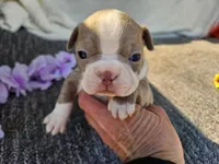 Mary, a female Boston Terrier for sale in Oneida, NY – Photo 1 of 4