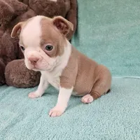 Mary, a female Boston Terrier for sale in Oneida, NY – Photo 2 of 3