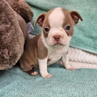 Mary, a female Boston Terrier for sale in Oneida, NY – Photo 1 of 3