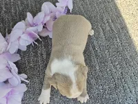 Mary, a female Boston Terrier for sale in Oneida, NY – Photo 4 of 4