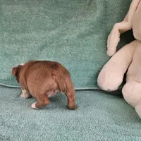 Mary, a female Boston Terrier for sale in Oneida, NY – Photo 3 of 3