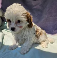 Jimmie , a male Cavapoo for sale in Oneida, NY – 4 of 4