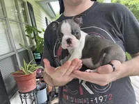 ZAG, a male Boston Terrier for sale in Oneida, NY – 5 of 5