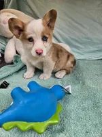 Prince, a male Pembroke Welsh Corgi for sale in Oneida, NY – 2 of 4