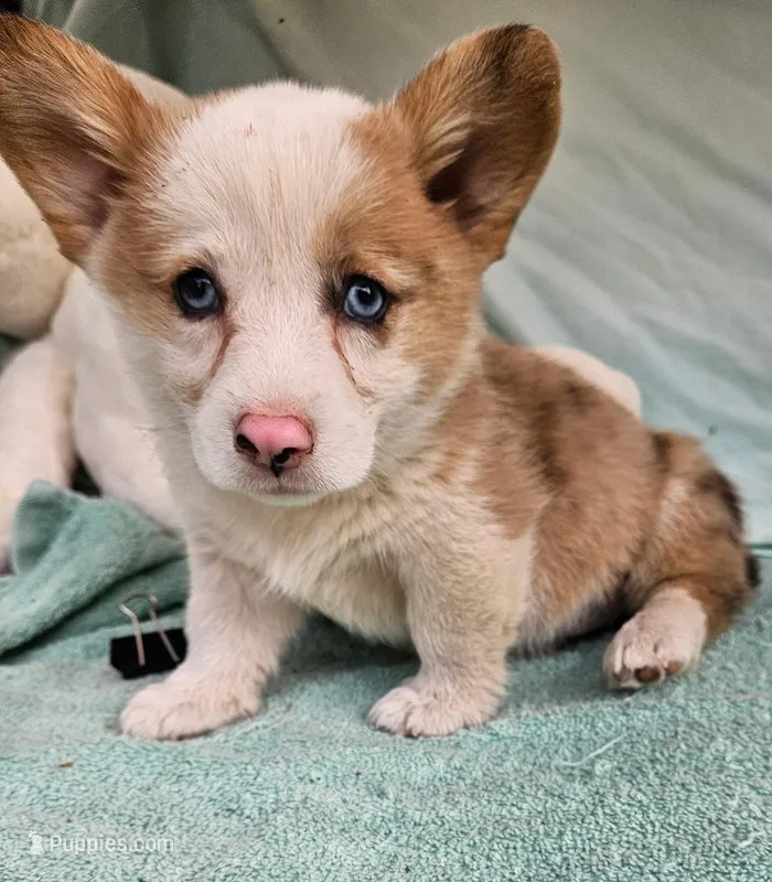 Prince – Pembroke Welsh Corgi puppy for sale in Oneida, NY