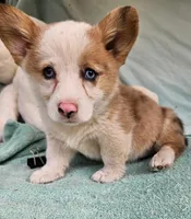 Prince, a male Pembroke Welsh Corgi for sale in Oneida, NY – 1 of 4