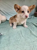 Prince, a male Pembroke Welsh Corgi for sale in Oneida, NY – 4 of 4