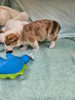 Prince, a male Pembroke Welsh Corgi for sale in Oneida, NY – 3 of 4