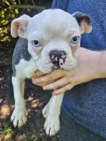 Sinatra ( ole blue eyes ), a male Boston Terrier for sale in Oneida, NY – 3 of 6