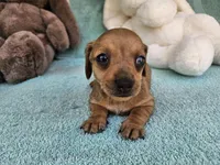 Stella, a female Dachshund for sale in Oneida, NY – Photo 2 of 3