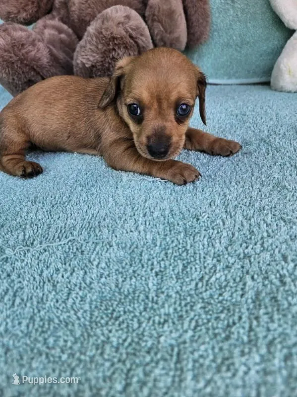 Stella – Dachshund puppy for sale in Oneida, NY