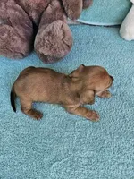 Stella, a female Dachshund for sale in Oneida, NY – Photo 3 of 3