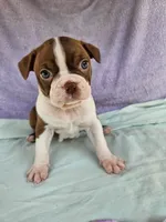 Rosie, a female Boston Terrier for sale in Oneida, NY – 2 of 3