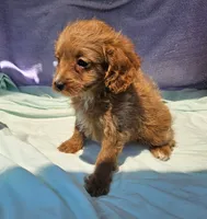 Shirley, a male Cavapoo for sale in Oneida, NY – 2 of 3