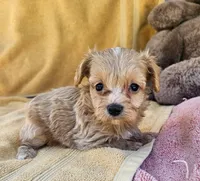 Matty, a male Maltipoo for sale in Oneida, NY – 1 of 4