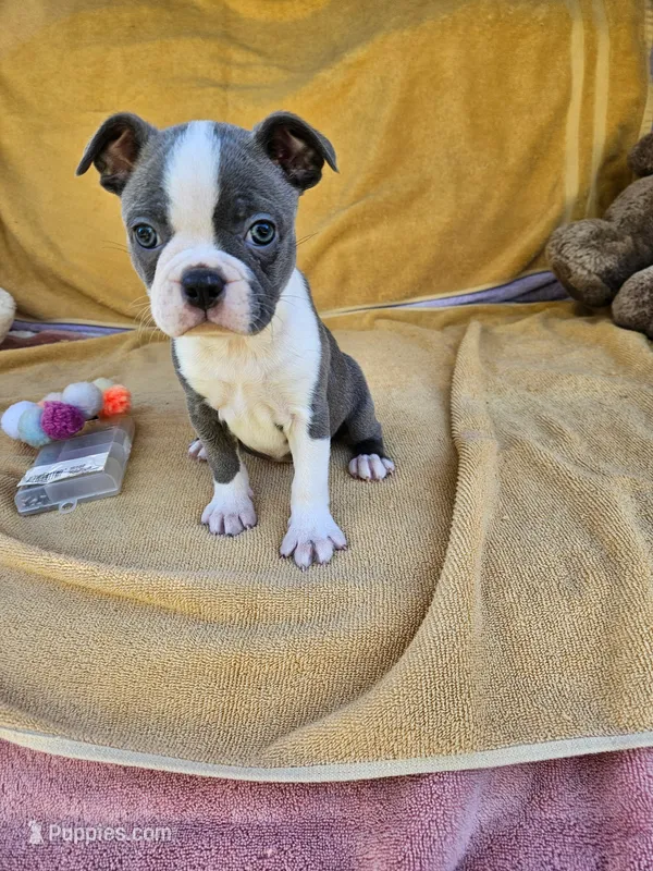 Dolly  – Boston Terrier puppy for sale in Oneida, NY