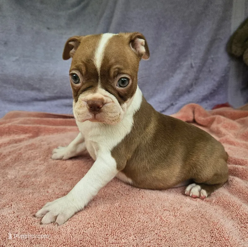 Roe  – Boston Terrier puppy for sale in Oneida, NY