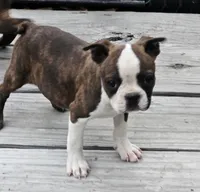 Delilah , a female Boston Terrier for sale in Oneida, NY – 2 of 2