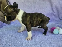 Delilah , a female Boston Terrier for sale in Oneida, NY – Photo 2 of 2