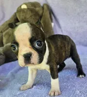 Delilah , a female Boston Terrier for sale in Oneida, NY – Photo 1 of 2