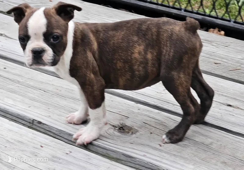Delilah  – Boston Terrier puppy for sale in Oneida, NY