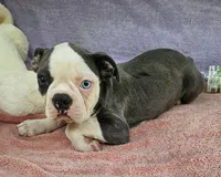 Drake , a male Boston Terrier for sale in Oneida, NY – 2 of 5