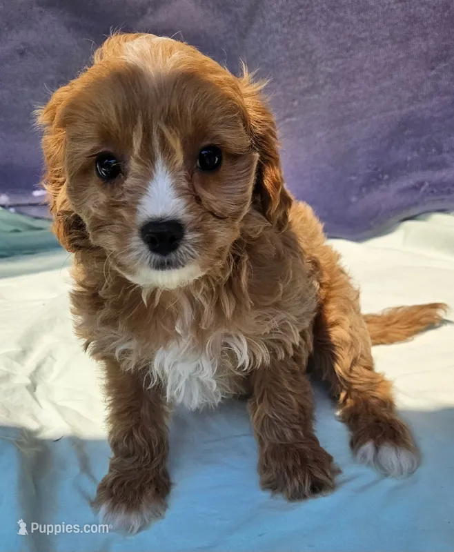 Robbie – Cavapoo puppy for sale in Oneida, NY