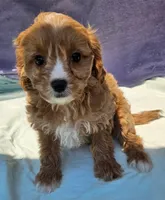 Robbie, a male Cavapoo for sale in Oneida, NY – 1 of 4