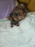 Nathan , a male Miniature Dachshund for sale in Oneida, NY – 4 of 5