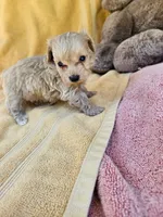Mikey, a male Maltipoo for sale in Oneida, NY – 4 of 4