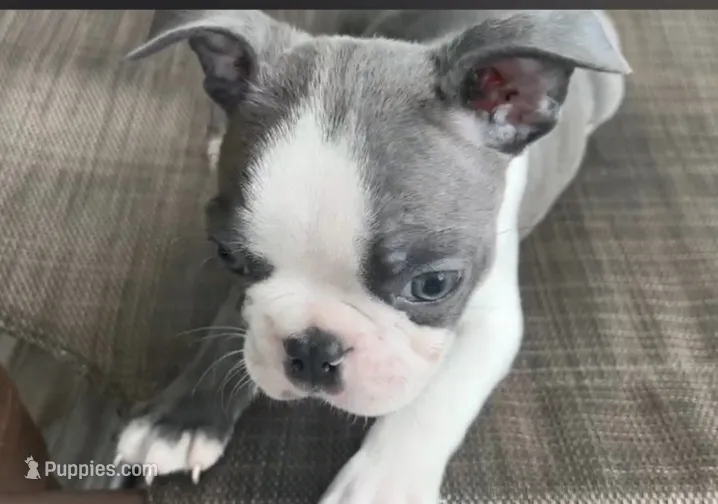 ZAG – Boston Terrier puppy for sale in Oneida, NY