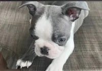 ZAG, a male Boston Terrier for sale in Oneida, NY – 1 of 5