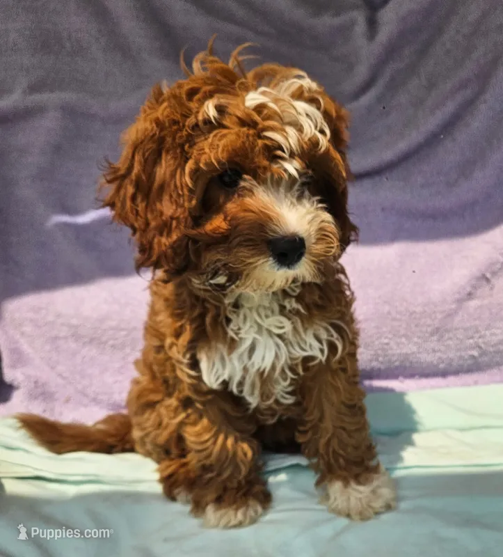 Sugar – Cavapoo puppy for sale in Oneida, NY