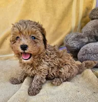 Blaine , a male Maltipoo for sale in Oneida, NY – 5 of 6