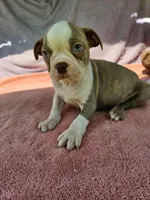 Nick, a male Boston Terrier for sale in Oneida, NY – 3 of 3