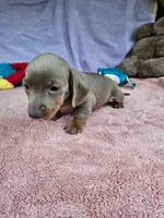 Milly, a female Miniature Dachshund for sale in Oneida, NY – 3 of 4